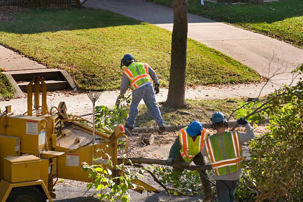 Best Tree Maintenance Programs  in Denton, NC